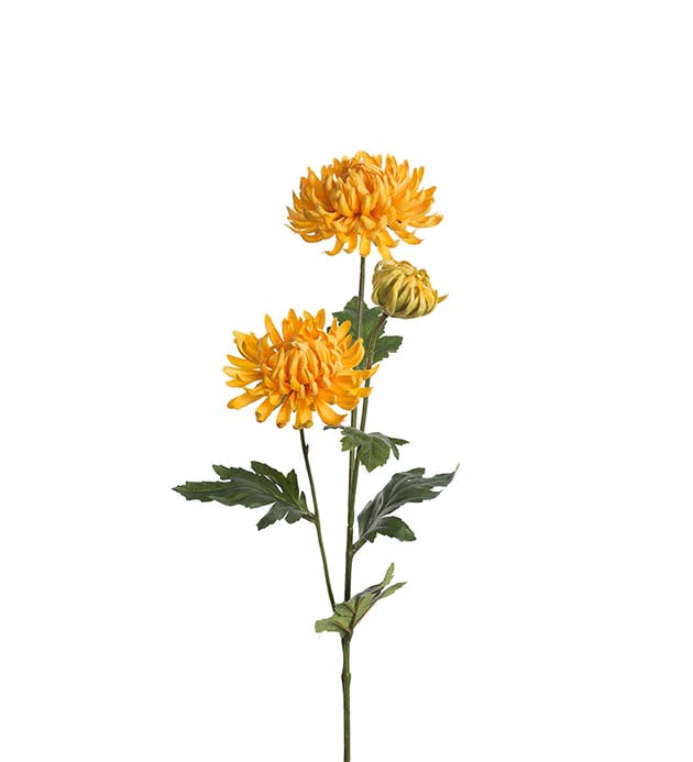 Mr. Plant - Chrysanthemum - 9430-50