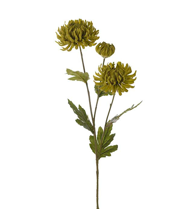 Mr. Plant - Chrysanthemum - 9430-90