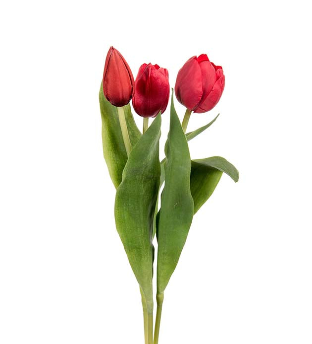 Mr. Plant - Tulipan Mix - 2620-80