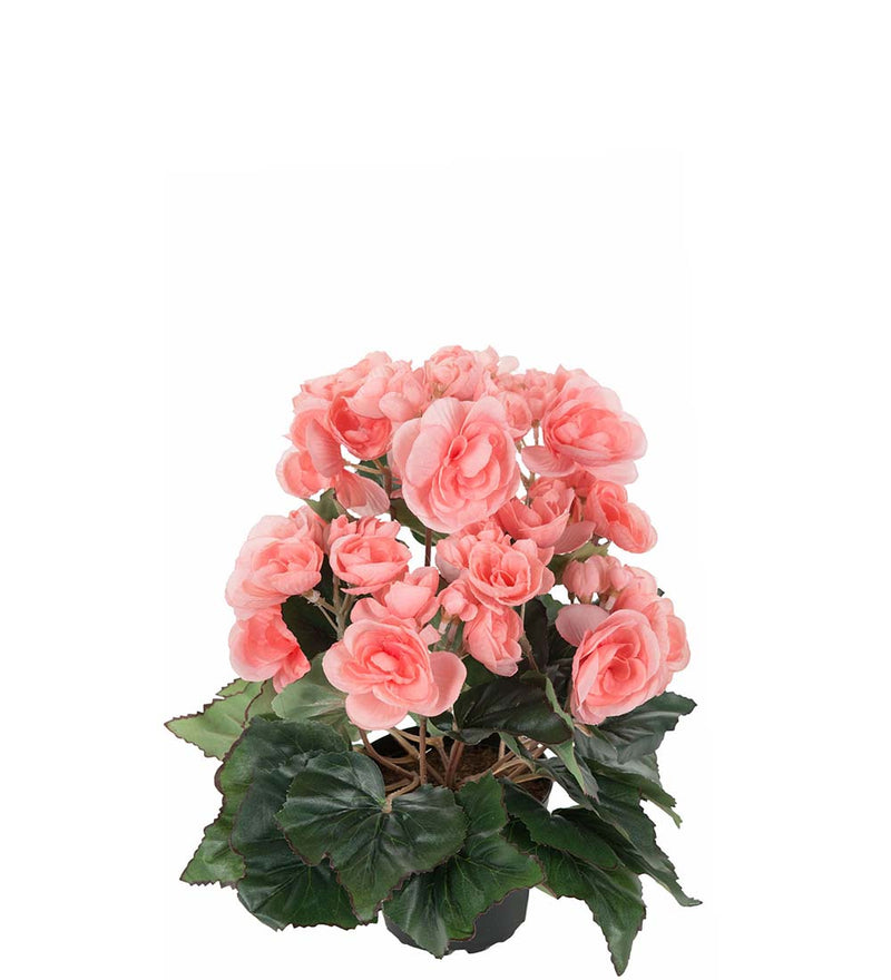 Mr. Plant - Begonia - 2164-20-1
