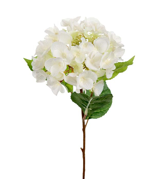 Mr. Plant - Hortensia - 6158-10