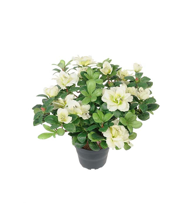 Mr. Plant - Azalea - 1421-10-1