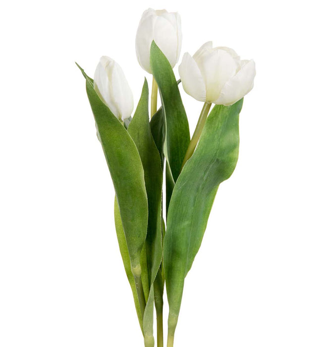 Mr. Plant - Tulipan Mix - 2620-10