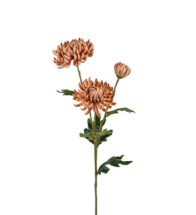 Mr. Plant - Chrysanthemum - 9430-71