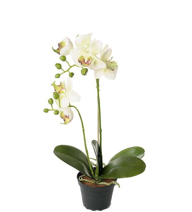 Mr. Plant - Orkidé - 2911-95-1