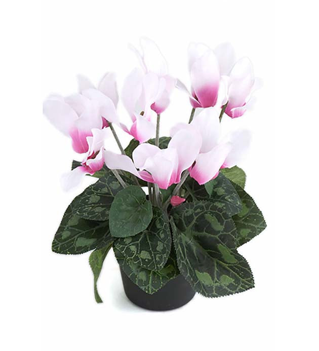 Mr. Plant - Cyklamen - 2650-41-1
