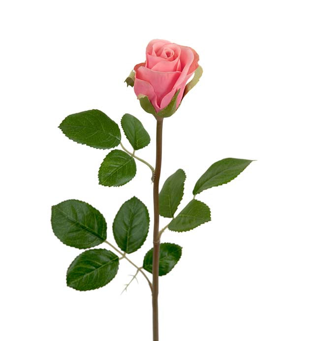 Mr. Plant - Rose - 2889-20