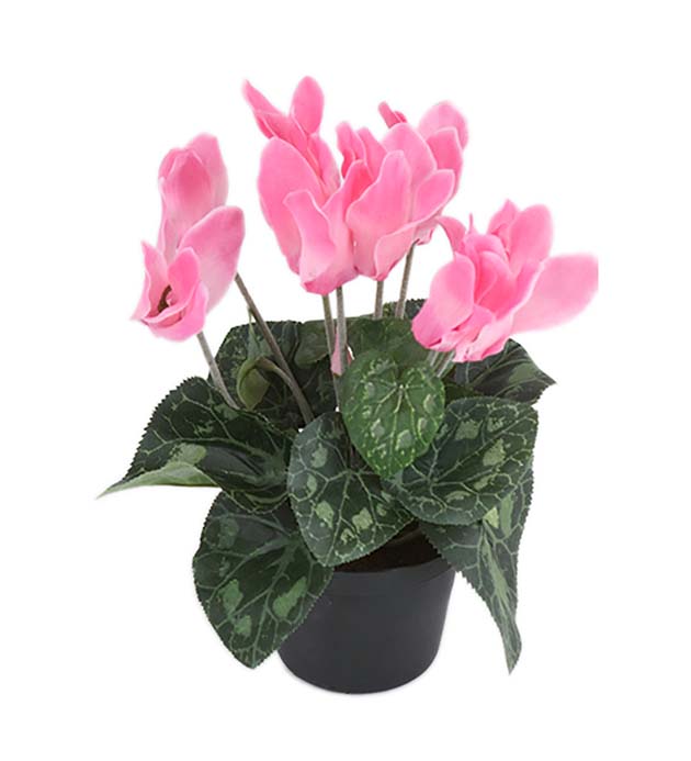 Mr. Plant - Cyklamen - 2650-20-1