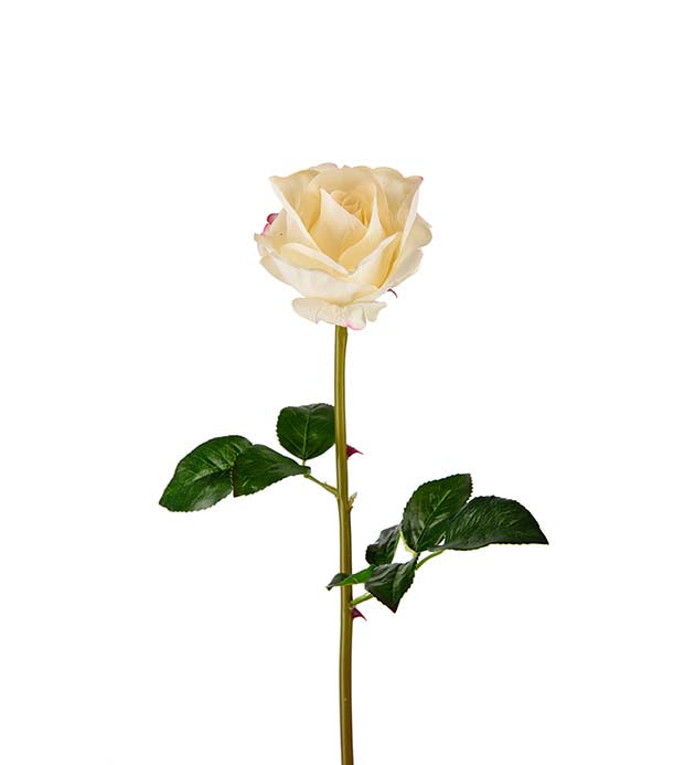 Mr. Plant - Rose - 3357-10