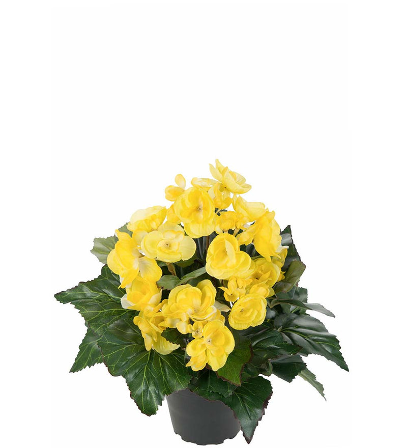 Mr. Plant - Begonia - 2164-50-1