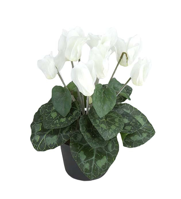 Mr. Plant - Cyklamen - 2650-10-1