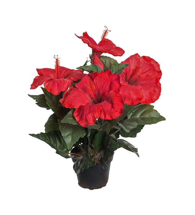 Mr. Plant - Hibiscus - 2655-80-1