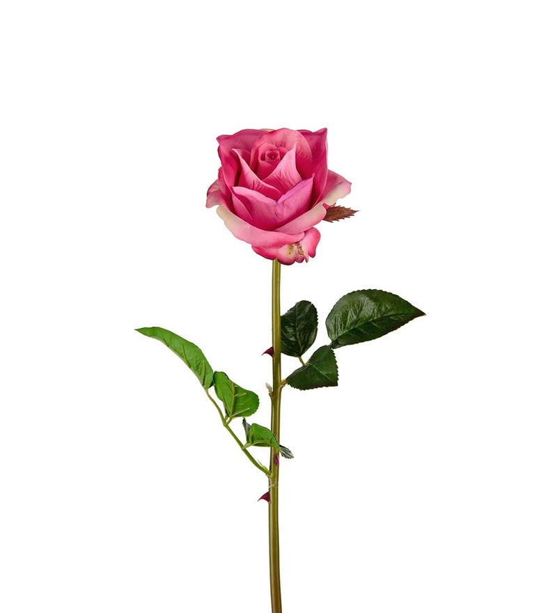 Mr. Plant - Rose - 3357-41