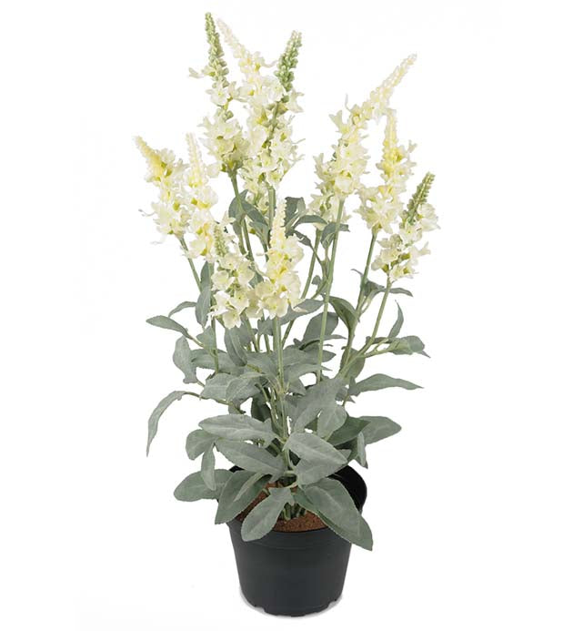 Mr. Plant - Veronica - 8130-10-1