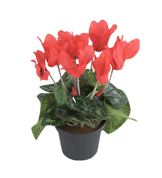 Mr. Plant - Cyklamen - 2650-80-1