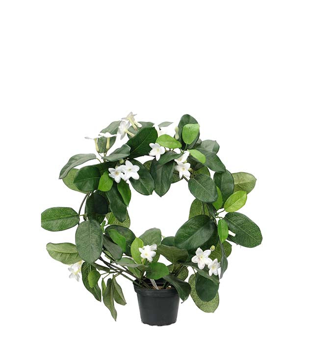 Mr. Plant - Duftranke - 6410-10-1