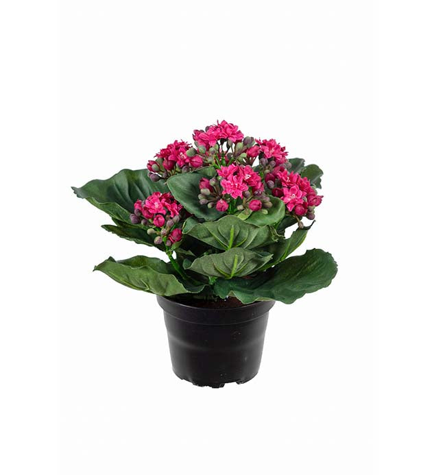 Mr. Plant -Kalanchoe - 3423-40-1