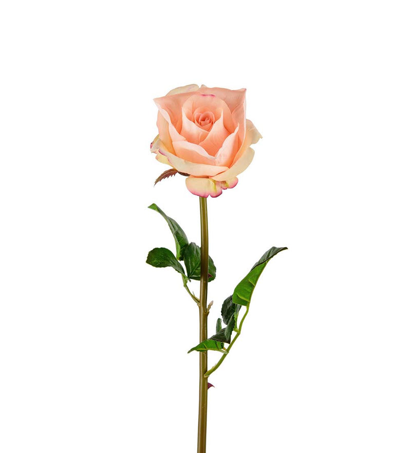 Mr. Plant - Rose - 3357-31
