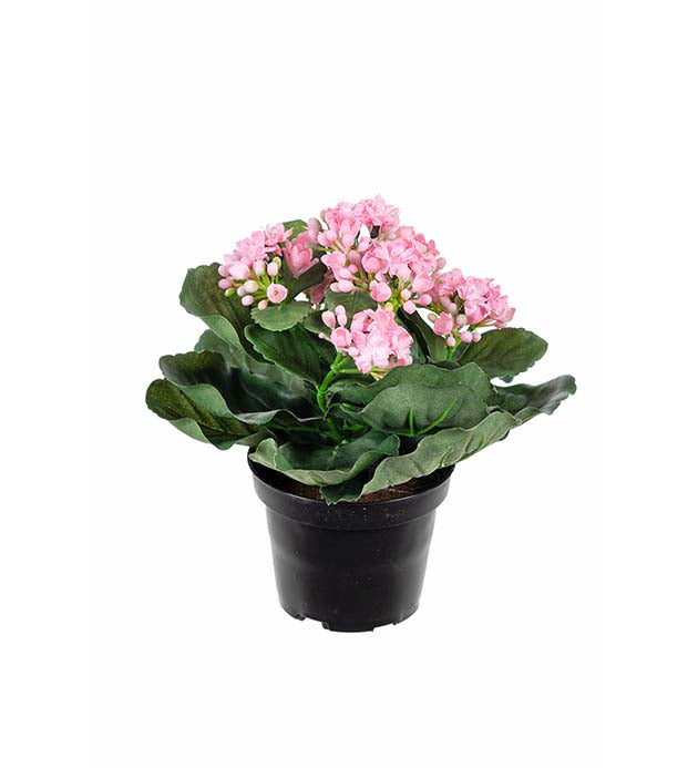 Mr. Plant -Kalanchoe - 3423-20-1